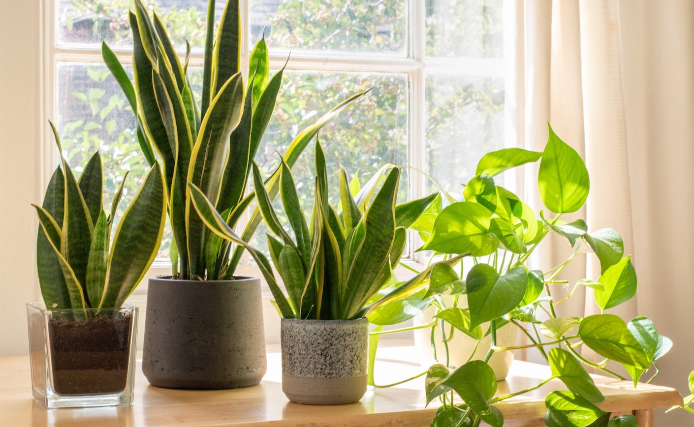 Trucos Caseros de Jardinería que Mantendrán tus Plantas en su Mejor Forma