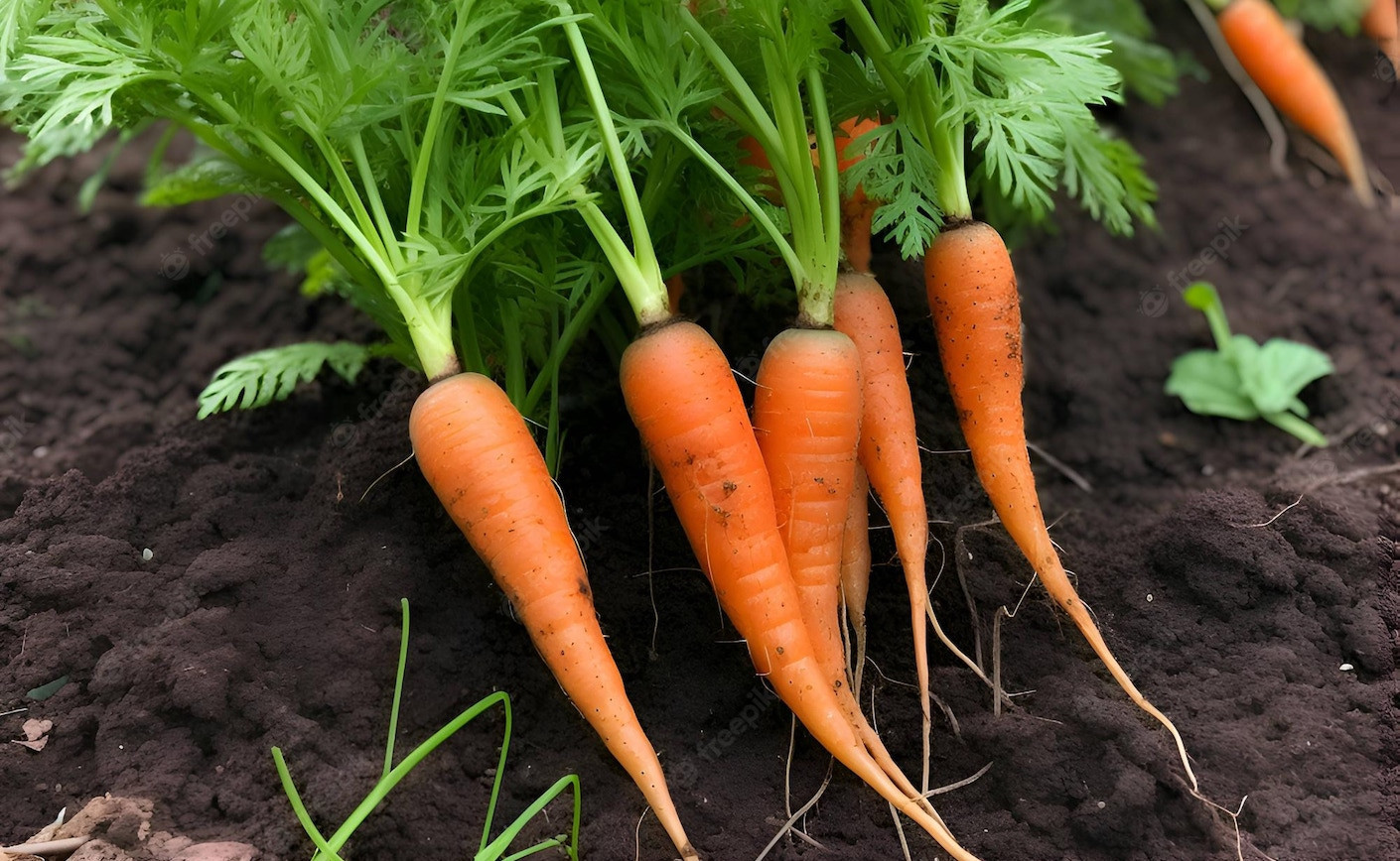 Jardinería Orgánica: Cultivando Naturaleza y Sostenibilidad en tu Jardín