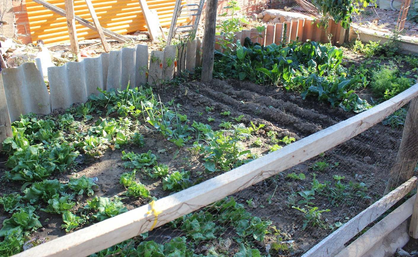 Cultiva tu Propia Abundancia: Guía para Huertos Caseros