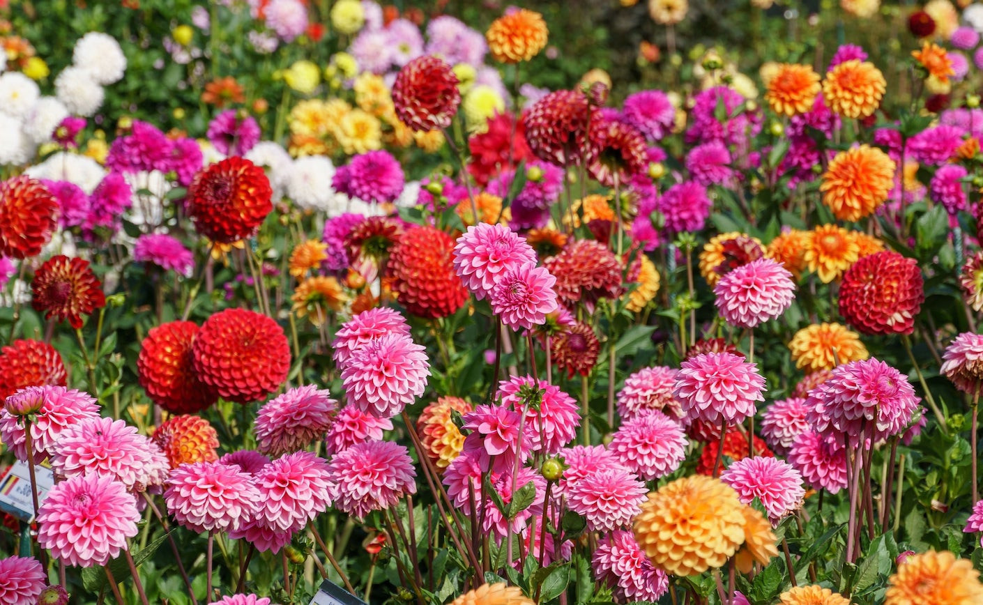 Plantas Otoñales para un Jardín o Balcón